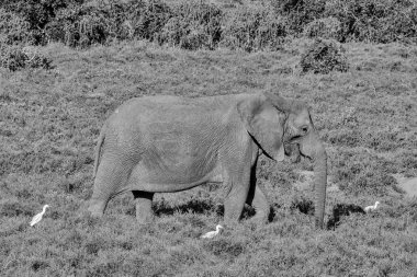 Güney Afrika savana yürüyen bir yetişkin filler