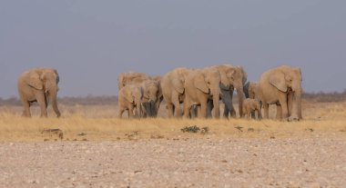 Bir üreme sürüsü Afrika Namibya savana yürüyüş
