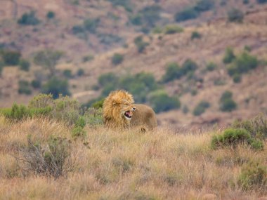 Güney Afrika savana kükreyen bir erkek aslan