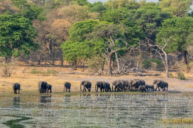 Bir sürüsü Afrika içki ve serin bir nehir Namibya'nın Caprivi şerit aşağı gelir