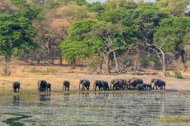 A herd of African Elephants comes to a river to drink and cool down in Namibia's Caprivi Strip clipart