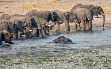 Afrika, içme ve Caprivi şerit, Namibya nehirde yüzme fil sürüsü