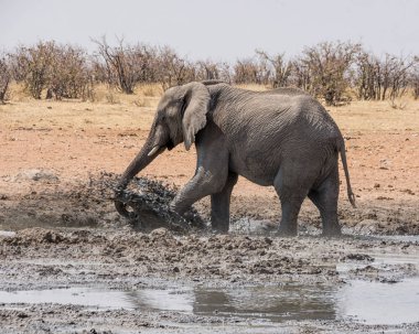 Afrika Namibya savana bir sulama delik bir çamur banyosunda zevk fil