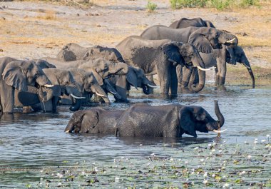 Bir sürüsü Afrika içki ve serin bir nehir Namibya'nın Caprivi şerit aşağı gelir