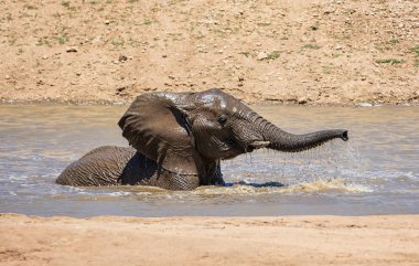 Namibya ülkesindeki bir sulama delik sıcak bir günde bir sıçrama sahip bir Afrika fili