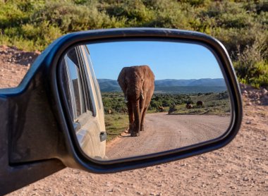 An Elephant walking down a road in Southern Africa reflected in a car mirror clipart