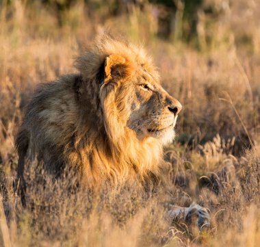 Savannah güneş doğarken Güney Afrika'da yalan bir erkek aslan portresi