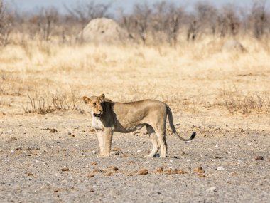 Namibya savana yürüyen bir dişi aslan