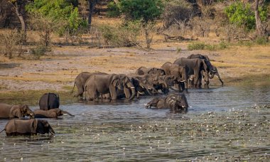 Afrika, içme ve Caprivi şerit, Namibya nehirde yüzme fil sürüsü