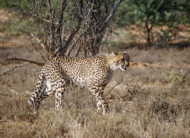 Güney Afrika savana avını takip Juvenil Çita