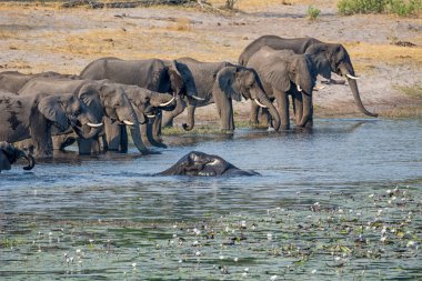 Afrika, içme ve Caprivi şerit, Namibya nehirde yüzme fil sürüsü