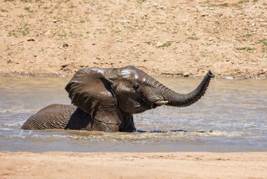 Namibya ülkesindeki bir sulama delik sıcak bir günde bir sıçrama sahip bir Afrika fili
