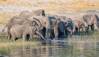 Afrika, içme ve Caprivi şerit, Namibya nehirde yüzme fil sürüsü