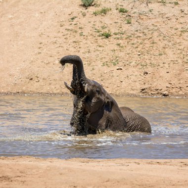 Namibya ülkesindeki bir sulama delik sıcak bir günde bir sıçrama sahip bir Afrika fili