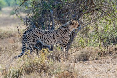 Güney Afrika savana bir çocuk Çita