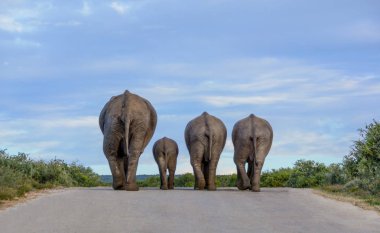 Filler bir ailenin bir yolda günün sonunda dolaşır.