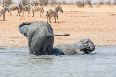 Afrika Namibya bir sulama delik, çamur banyo filler