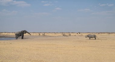Bir fil ve bir siyah gergedan bir sulama delik Namibya karşılamak