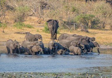 Bir sürüsü Afrika içki ve serin bir nehir Namibya'nın Caprivi şerit aşağı gelir