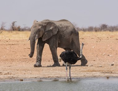 Bir devekuşu ve Namibya savana bir sulama delik, bir fil
