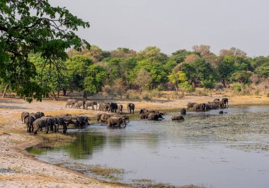 Bir sürüsü Afrika içki ve serin bir nehir Namibya'nın Caprivi şerit aşağı gelir