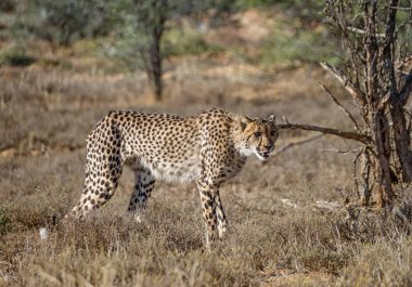 Güney Afrika savana avını takip Juvenil Çita