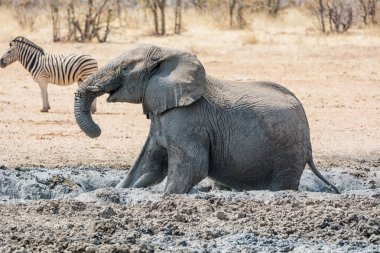 Afrika Namibya savana bir sulama delik bir çamur banyosunda zevk fil