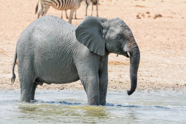 Çocuk Afrika fili Namibya savana bir mudbath alarak