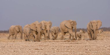 Bir üreme sürüsü Afrika Namibya savana yürüyüş