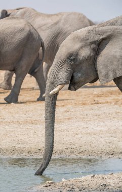 Namibya savana bir sulama delik, içki içiyorum bir Afrika fili portresi