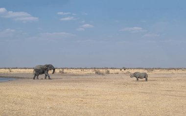 Bir fil ve bir siyah gergedan bir sulama delik Namibya karşılamak