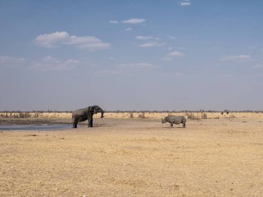 Bir fil ve bir siyah gergedan bir sulama delik Namibya karşılamak