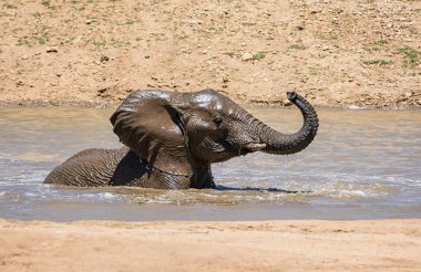 Namibya ülkesindeki bir sulama delik sıcak bir günde bir sıçrama sahip bir Afrika fili