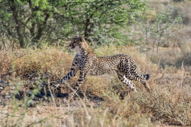 Güney Afrika savana bir çocuk Çita