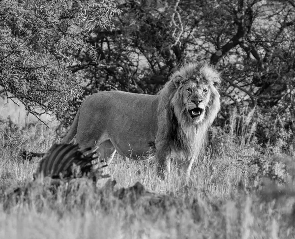 一只雄狮站在伊兰的尸体旁边 它在南部非洲大草原上被杀死 — 图库照片