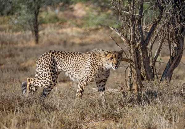 Uma Jovem Cheetah Perseguindo Presas Savana África Austral — Fotografia de Stock