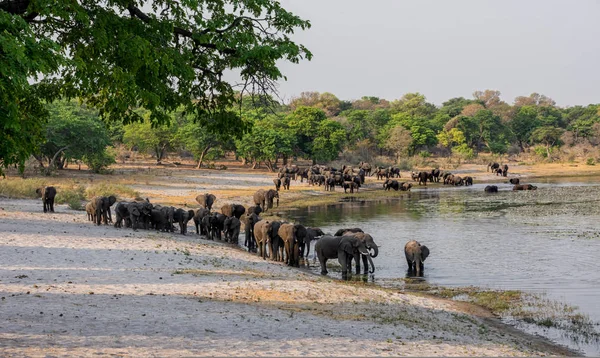 Bir sürüsü Afrika içki ve serin bir nehir Namibya'nın Caprivi şerit aşağı gelir