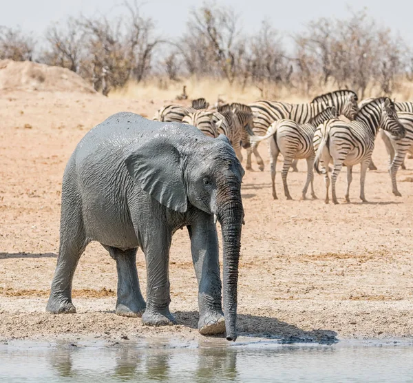 Juvenil Afrikanska Elefanten Tar Mudbath Namibiska Savanna — Stockfoto