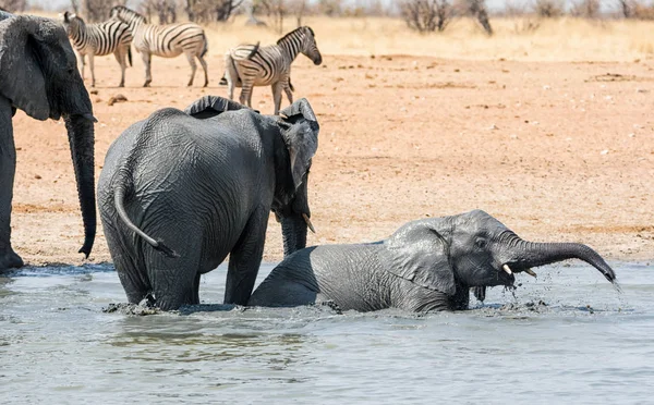 Des Éléphants Afrique Prennent Bain Boue Dans Point Eau Namibie — Photo