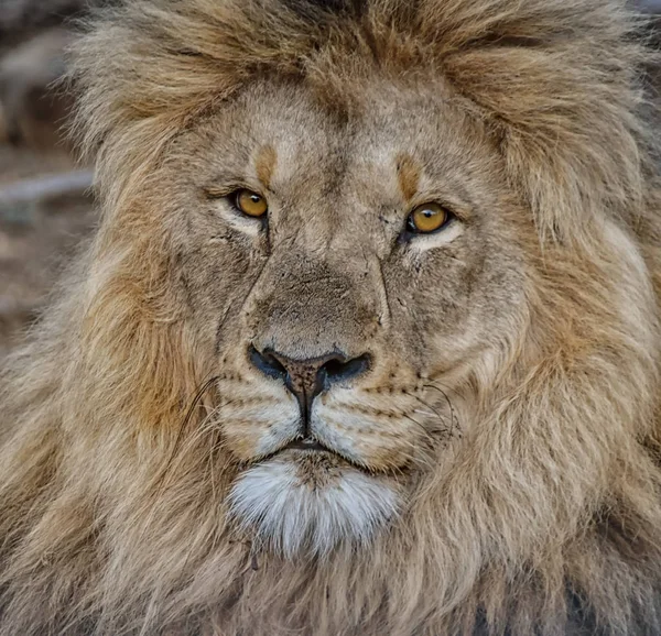 Πορτρέτο Του Ενήλικο Αρσενικό Λιοντάρι Στη Νότια Αφρική — Φωτογραφία Αρχείου