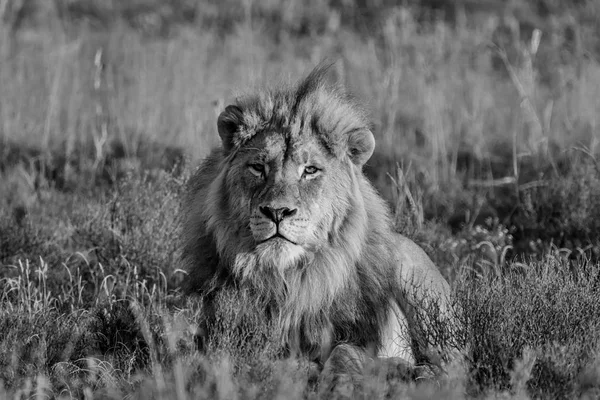 Male Lion Enjoys Warmth Sunrise Winter Morning African Savannah — Stock Photo, Image