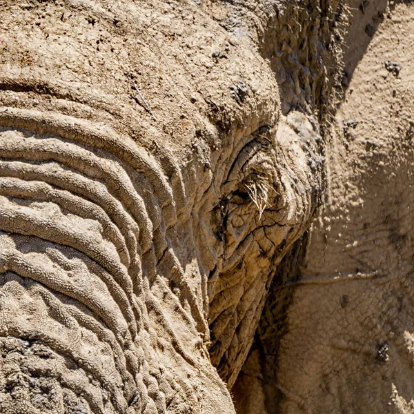 Close-up detail of an African Elephant face