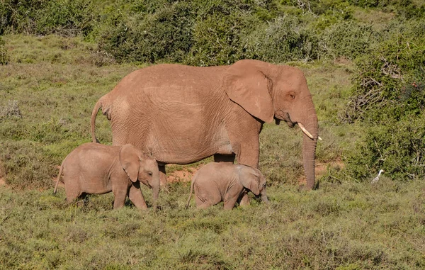 Una Madre Dos Terneros Elefantes Caminando Sabana Del Sur África — Foto de Stock