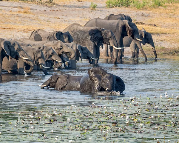 Een Kudde Van Afrikaanse Olifanten Komt Naar Een Rivier Drinken — Stockfoto
