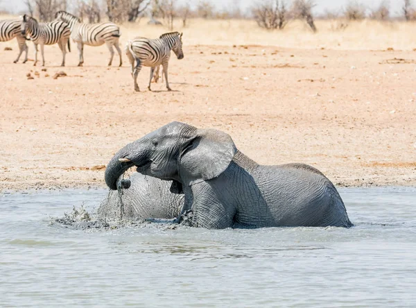 Elefantes Africanos Tomando Baño Barro Abrevadero Namibia — Foto de Stock