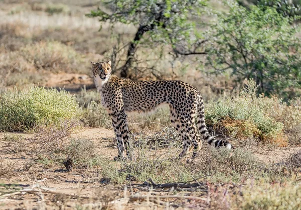 Ein Jugendlicher Gepard Der Südafrikanischen Savanne — Stockfoto