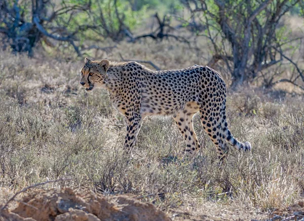 Een Jonge Cheetah Zuidelijke Afrikaanse Savanne — Stockfoto