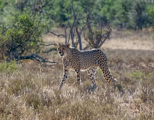 A juvenile Cheetah in Southern African savanna