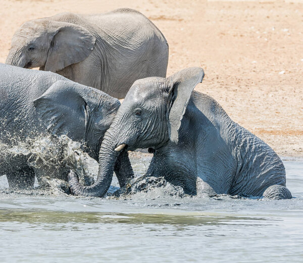 African Elephants taking a mud bath at a watering hole in Namibia