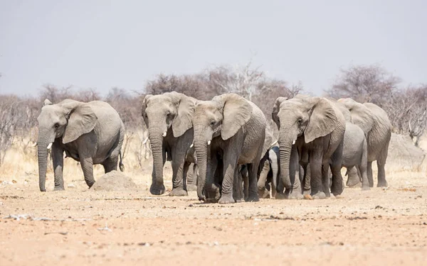 Размножающееся Стадо Африканских Слонов Идущих Намибийской Саванне — стоковое фото